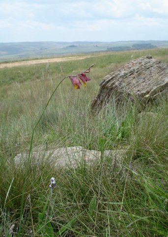 Gladiolus woodii looking forlorn